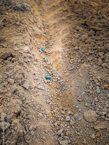 Cotton seed planted in soil. Lucas do Rio Verde, Mato Grosso, Brazil. photo