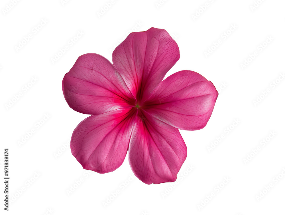 a single gradient magenta Catharanthus roseus isolated PNG a single gradient magenta Catharanthus roseus isolated PNG