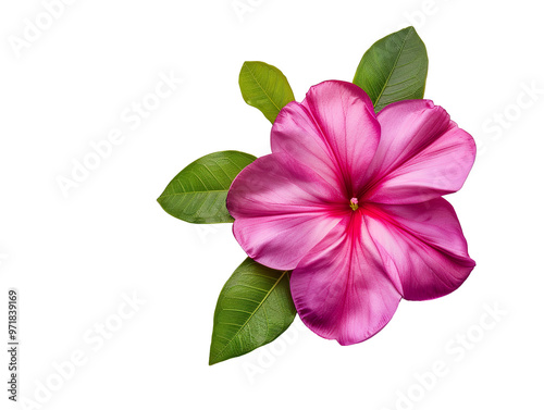  a single gradient magenta Catharanthus roseus isolated PNG