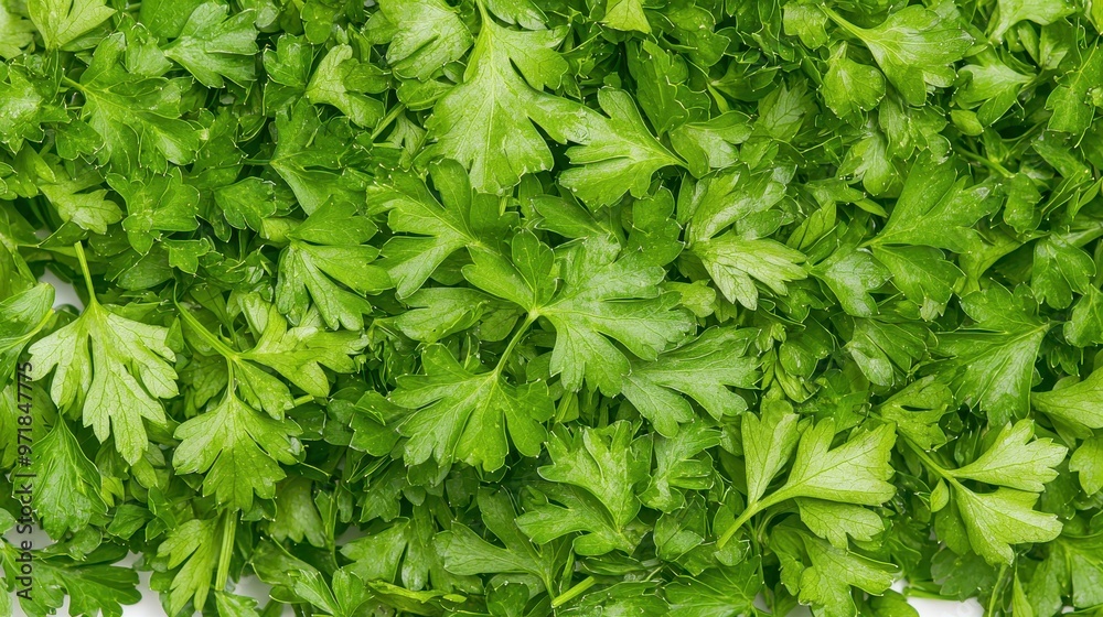 Fresh Green Parsley Leaves Texture Background Fresh Green Parsley Leaves Texture Background