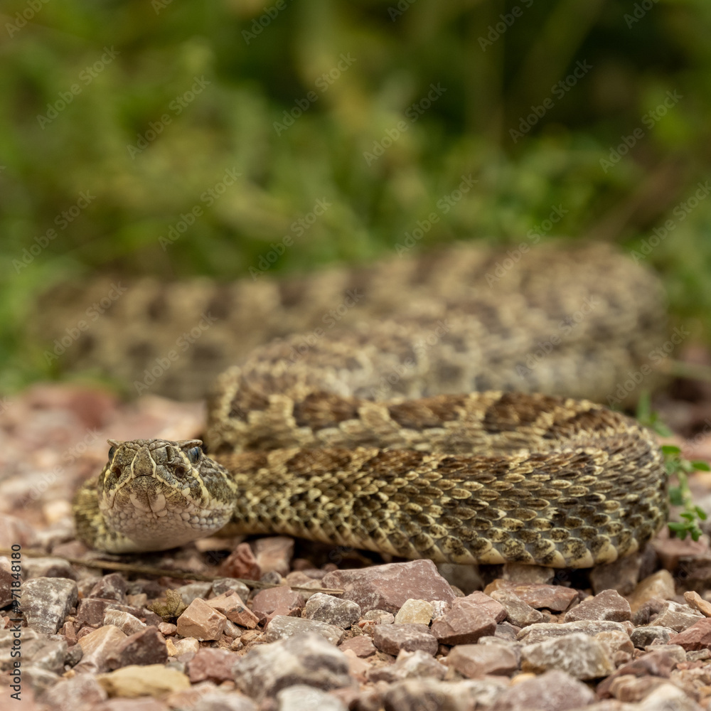 Low Angle View of Rattle Snake Looking At Camera Low Angle View of Rattle Snake Looking At Camera