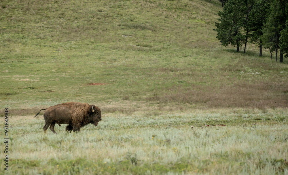 Male Bison Crossing A Grassy Prarie In Wind Cave Male Bison Crossing A Grassy Prarie In Wind Cave