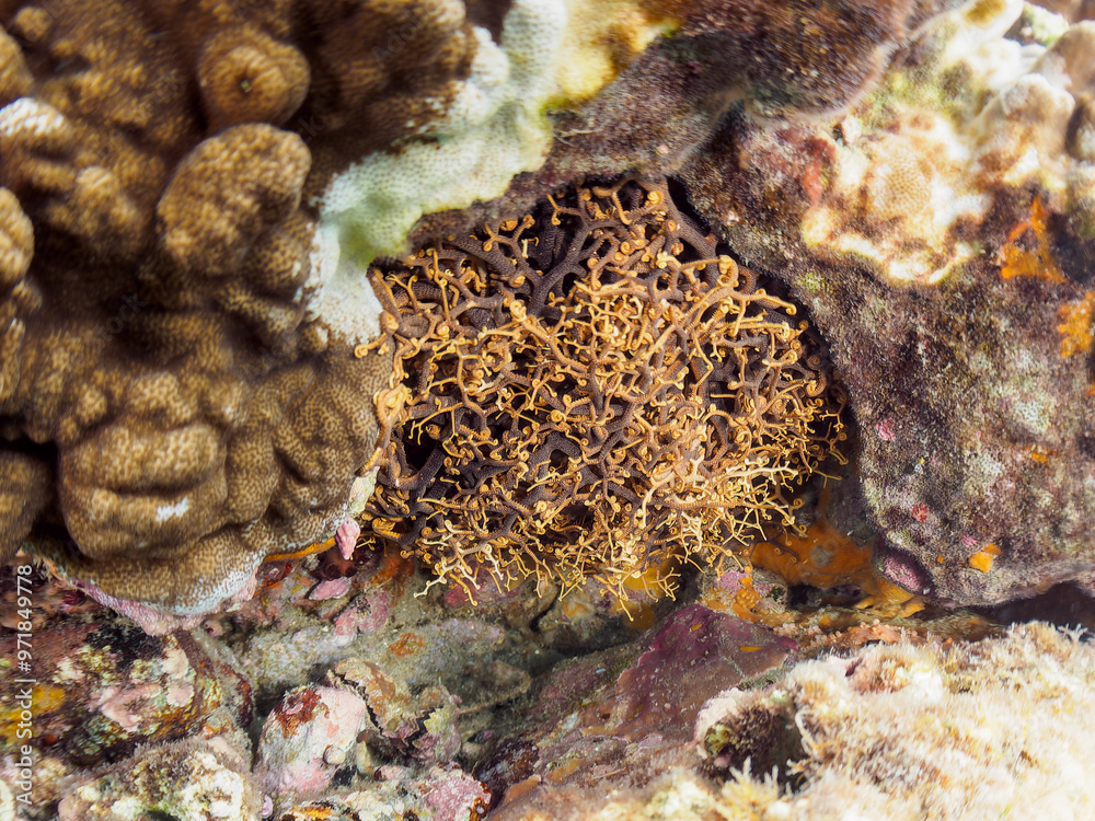 Fototapeta premium 妖しく美しい大きなテヅルモヅル（ヒトデ科）。 触手がうねうね動く。 英名、学名：Basket Star (Gorgonocephalidae) 静岡県伊豆半島賀茂郡南伊豆町中木ヒリゾ浜-2024年 