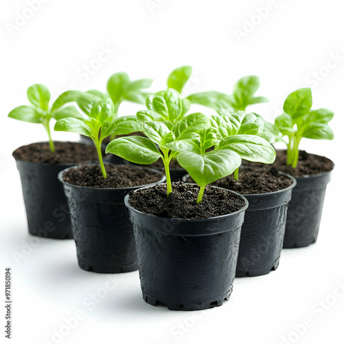 A vibrant group of young plants thriving in black pots, symbolizing growth, freshness, and new beginnings in a green environment.