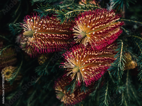 Banksia flower