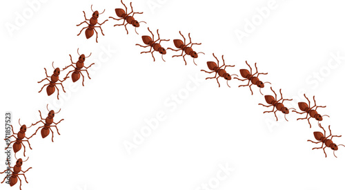 Colony of ants is marching in a line on a white background