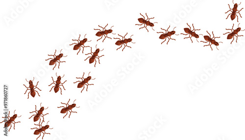 Colony of ants is following a trail on a white background