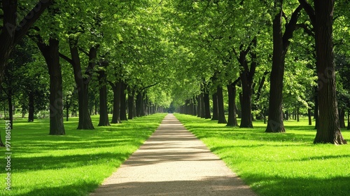 Path Through Sun Dappled Green Trees in a Park