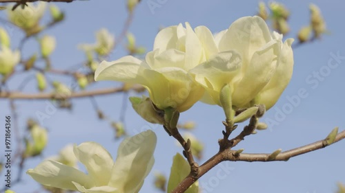 Magnolia blossom. Beautiful lilytree spring magnolia flower on a tree. Magnolia flower in bloom in spring. Spring nature. Magnolia with blooming flower. Blossom spring season. Flower season photo