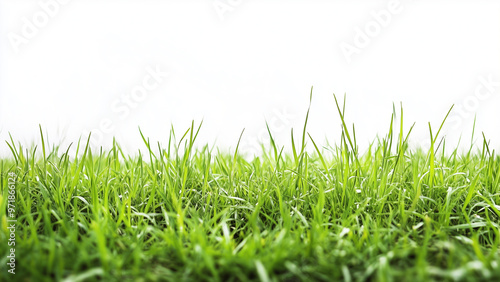 Vibrant Green Strip: Lush, Evenly Trimmed Grass on White Background