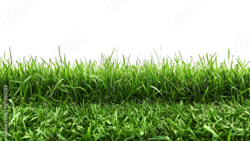 Lush Green Horizon: Healthy Grass with Natural Texture on a White Backdrop