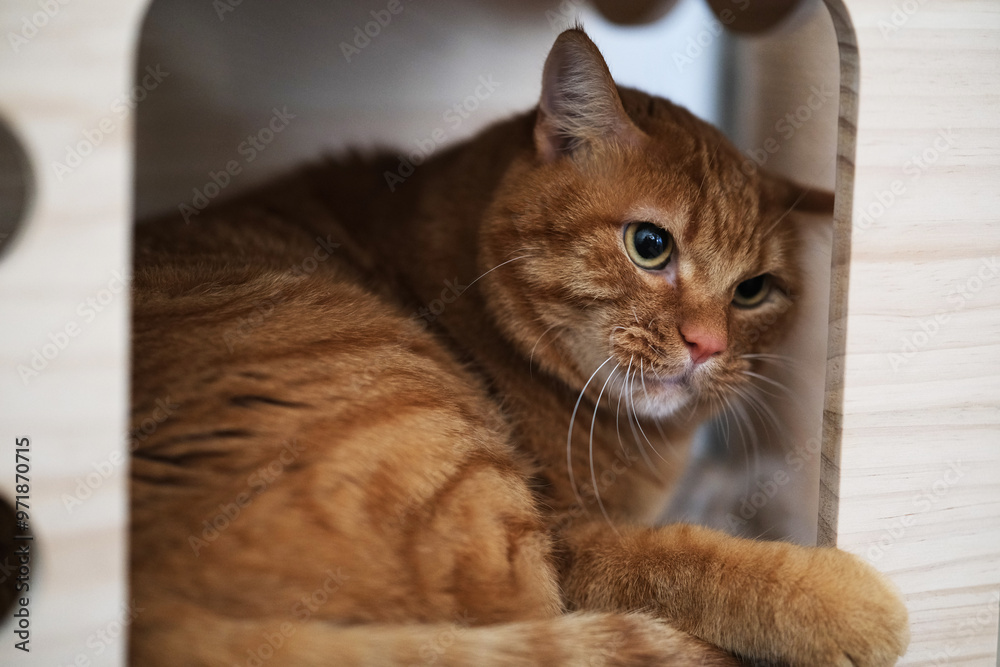 cute brown tabby cat pet in cat house