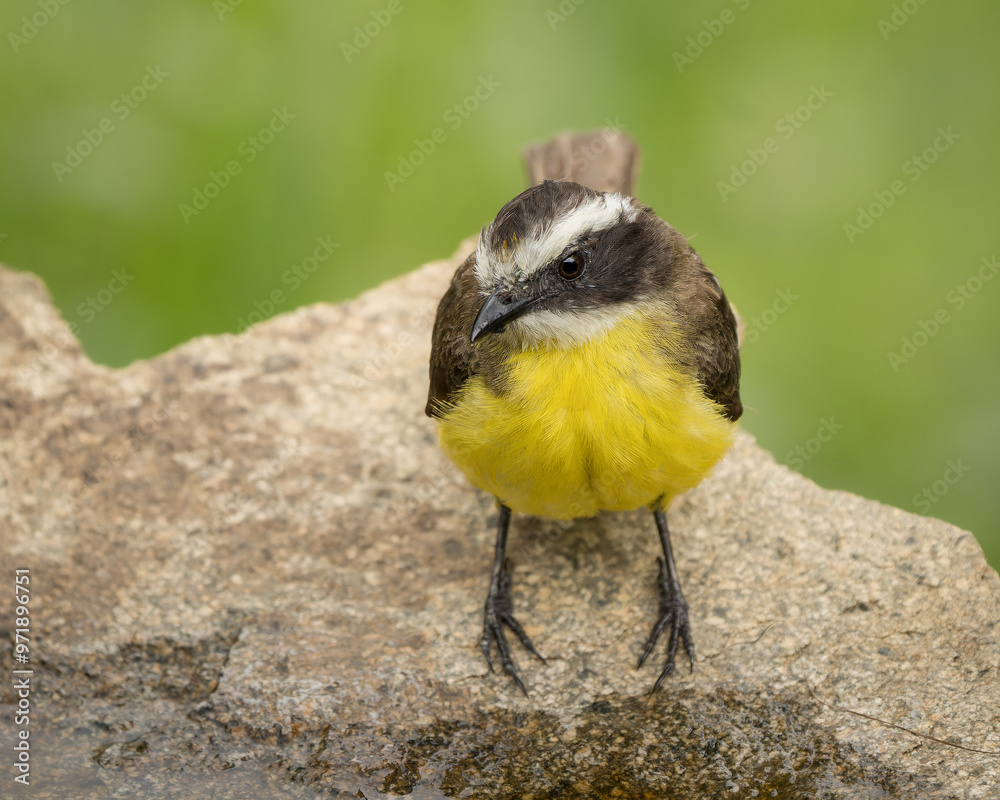 Fototapeta premium Myiozetetes cayanensisSuelda