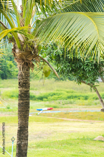 ココナッツの木　Palm Tree in Thailand photo