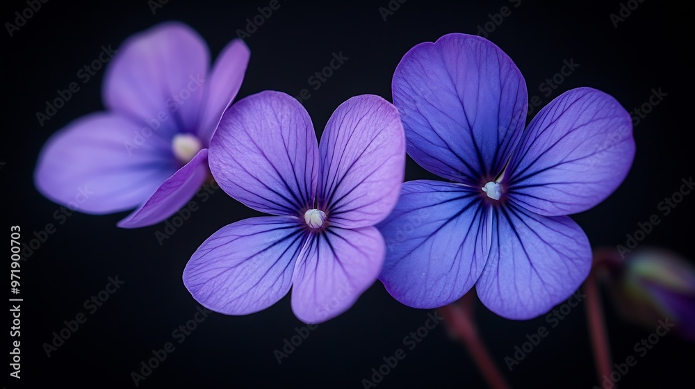 Oxalis or Purple shamrock or Love plant flowers Close up bluepurple flower bouquet isolated on black background : Generative AI Oxalis or Purple shamrock or Love plant flowers Close up bluepurple flower bouquet isolated on black background : Generative AI