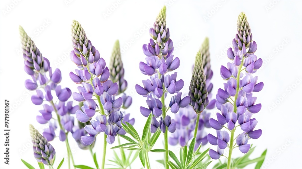 Naklejka premium Purple lupine flowers isolated on white background Bunch of colorful lupines spring flower : Generative AI