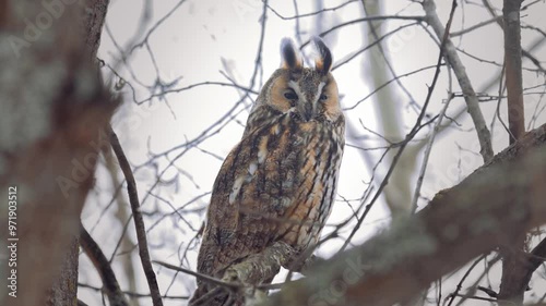 A long-eared owl poses full-length on a branch.