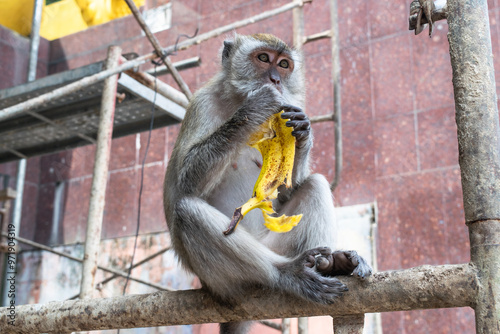 Photography Crab eating macaque sitting and eating a banana in kuala lumpur, malaysia