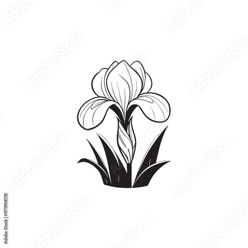 Simple Botanical Iris Flower Illustration - Clean Vector Line Art.