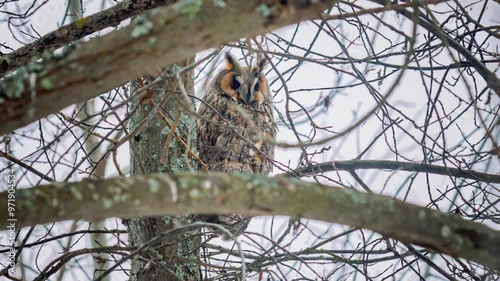 A long-eared owl sits on a tree and looks around.