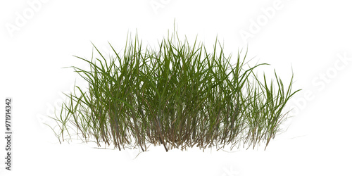 grass cutout isolated on transparant background photo