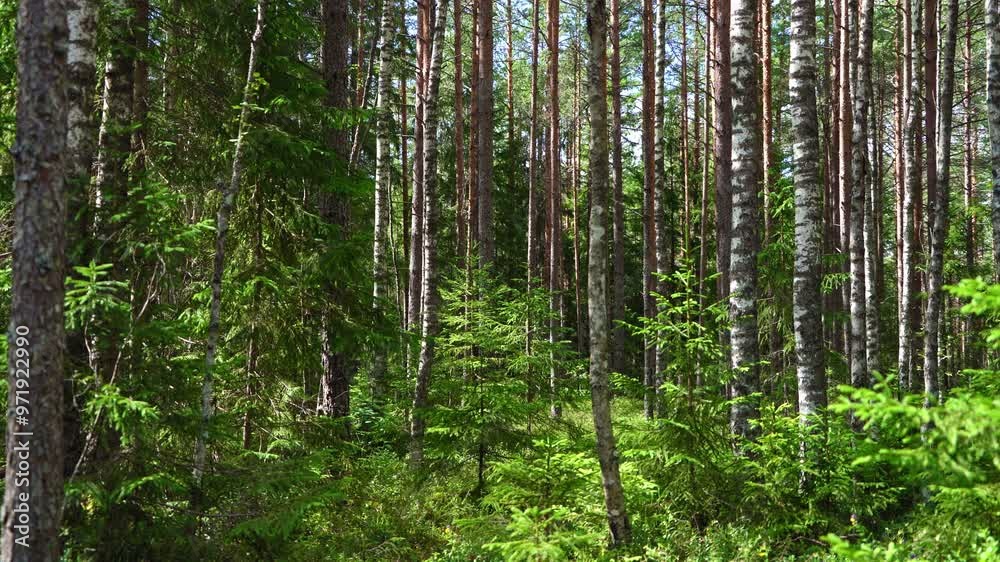 A tranquil forest unfolds with vibrant greenery and tall trees reaching towards the sky. Sunlight filters through the canopy, illuminating the lush undergrowth and creating a peaceful atmosphere.	