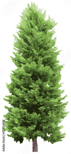 Evergreen Tree