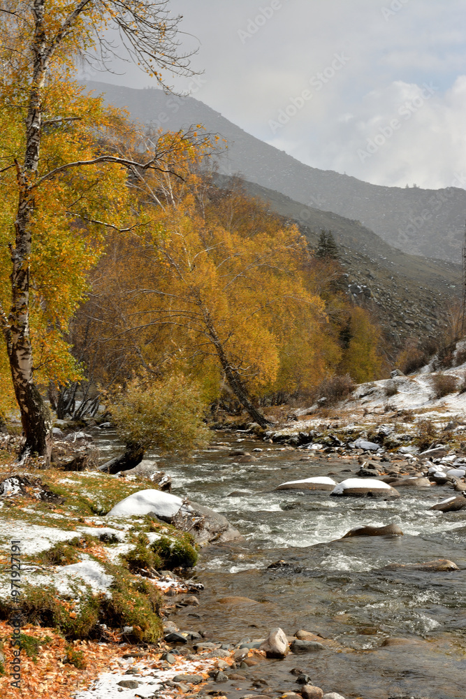 Φωτογραφία Yellowed leaning birches on a rocky snow-covered bank of a small stormy river flowing from snow-capped mountains