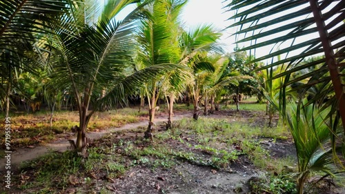 Wallpaper Mural coconut tree on the beach Torontodigital.ca
