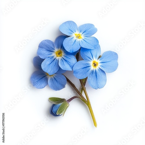 Photo of a charming forget me not on a solid white background. isolated on white background.