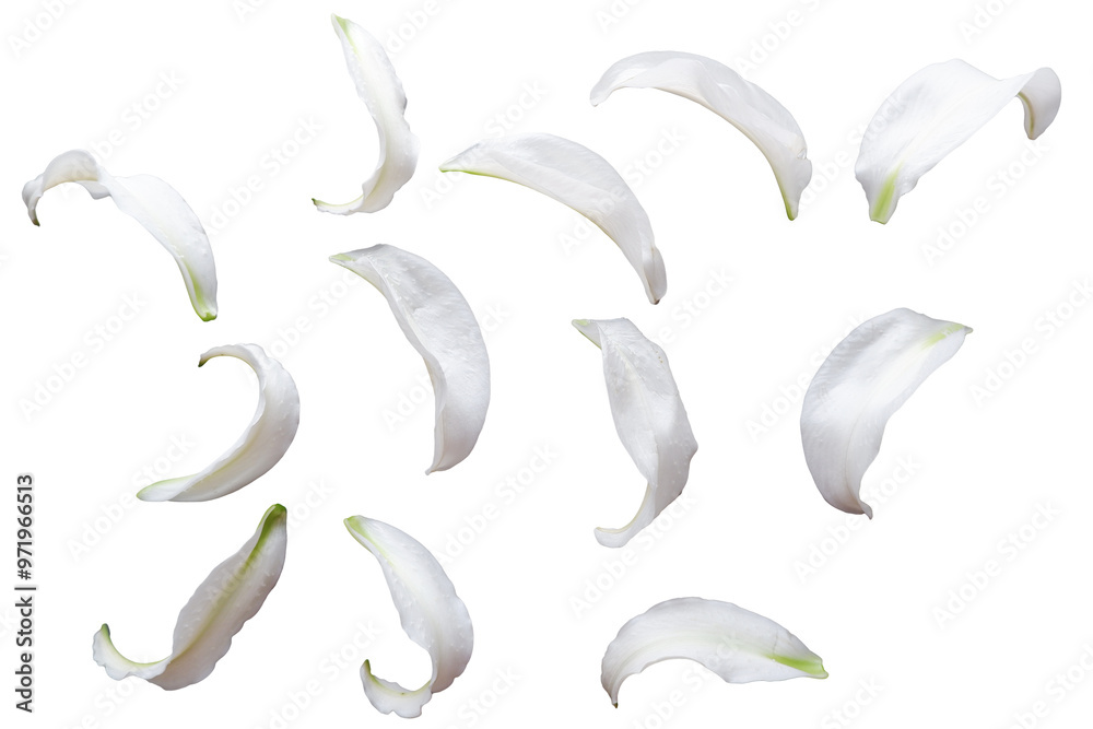 Naklejka premium White flower petals, Beautiful flower petals collection. White petals for design metrieals.png