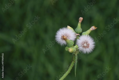 dandelion flower rule of thirds photo