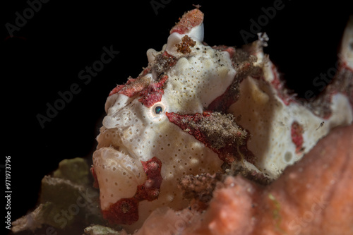White Warty Frogfish or Antennarius maculatus photo