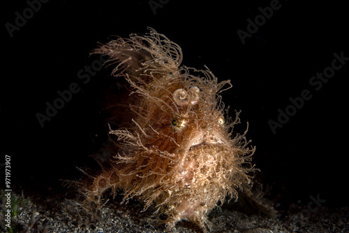 Hairy Frogfish or Antennarius striatus photo