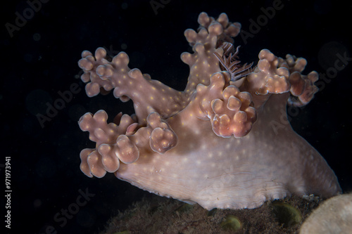 A Miamira alleni nudibranch photo