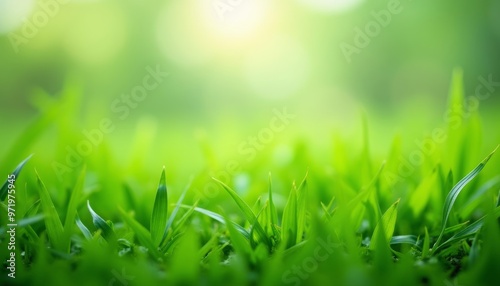  Vibrant green field a symbol of natures bounty #971975945