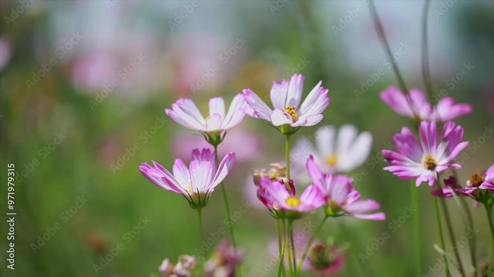 Warm and healing flowers and plants macro video 4K Warm and healing flowers and plants macro video 4K