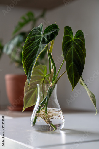 Quadro su tela Sprouts of trendy Philodendron Splendid plant in glass vase, ready to be transplanted into the soil, closeup