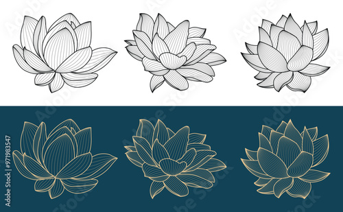Lotus flower petals abstrac...