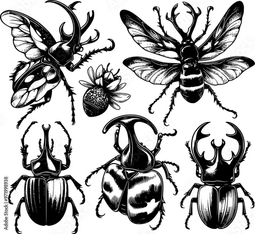 Rhinoceros beetle hand drawing vintage engraving illustration, Drawing design horn beetle.eps