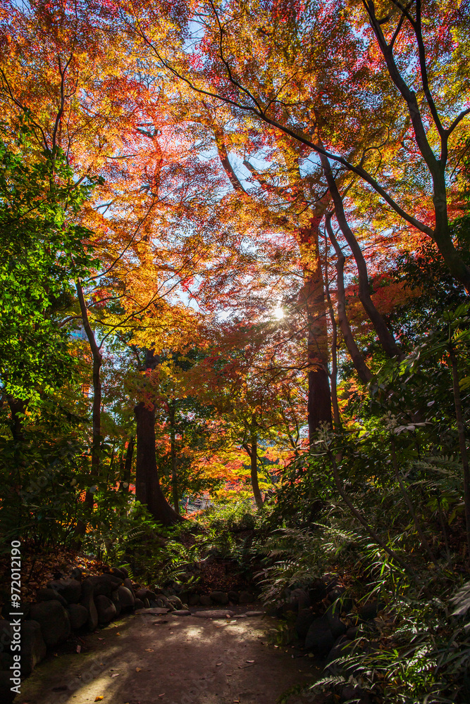 Obraz premium 日本の風景・秋 東京都文京区 紅葉の小石川後楽園