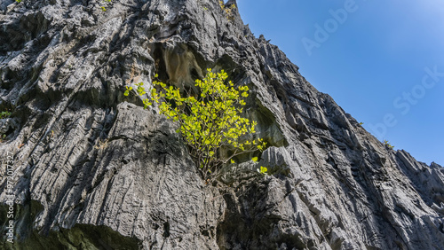 A sheer karst cliff against a clear blue sky. A green bush grows on a steep furrowed slope. Bottom-up view. Philippines. Palawan.