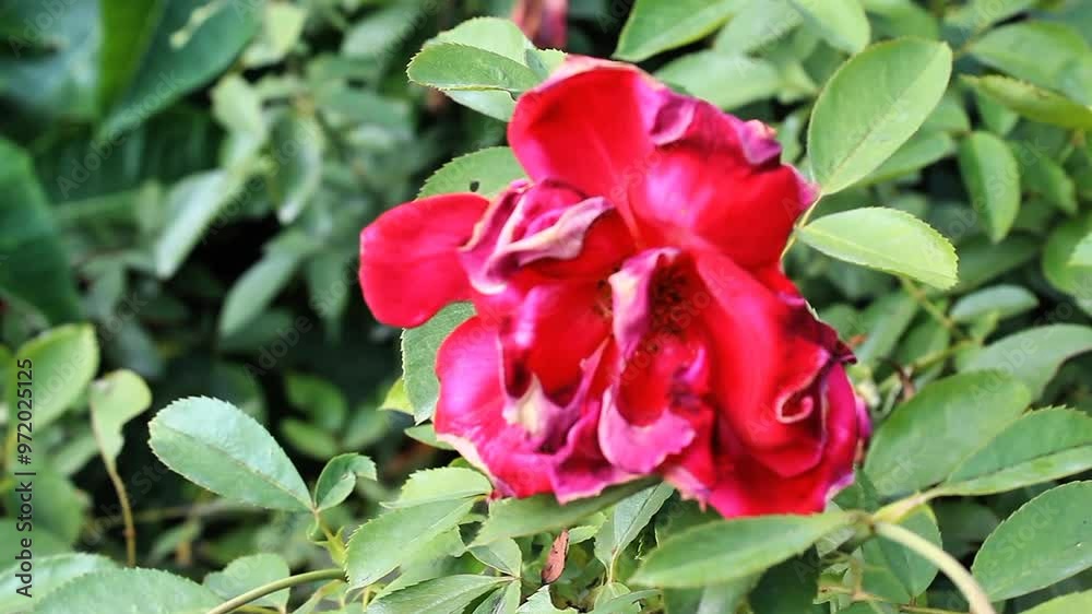 Fresh Beautiful Garden Roses blooming in a summer garden Fresh Beautiful Garden Roses blooming in a summer garden