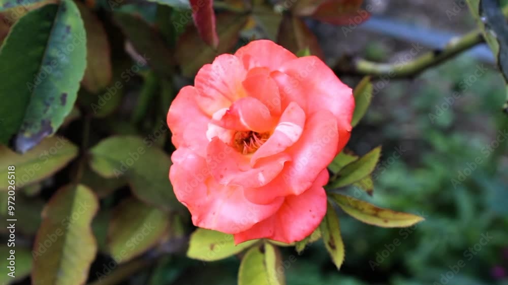 Fresh Beautiful Garden Roses blooming in a summer garden Fresh Beautiful Garden Roses blooming in a summer garden