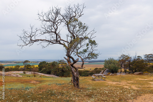 picnic table and tree on hill in you yangs national park overlooking field photo