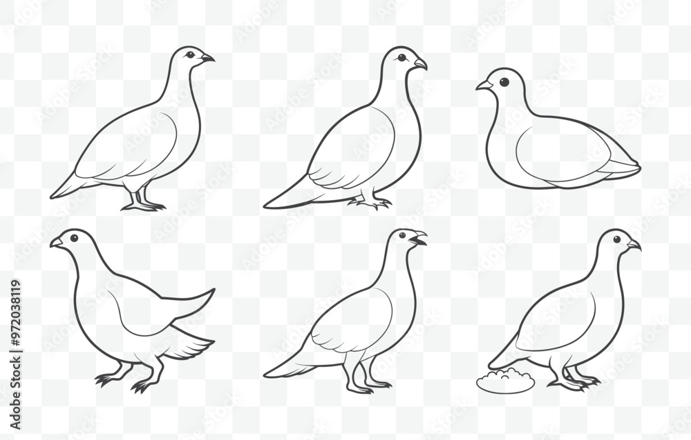 Fototapeta premium Print Ptarmigan Line Art Vector Set with Detailed Bird Illustrations in Various Poses for Nature and Wildlife Design