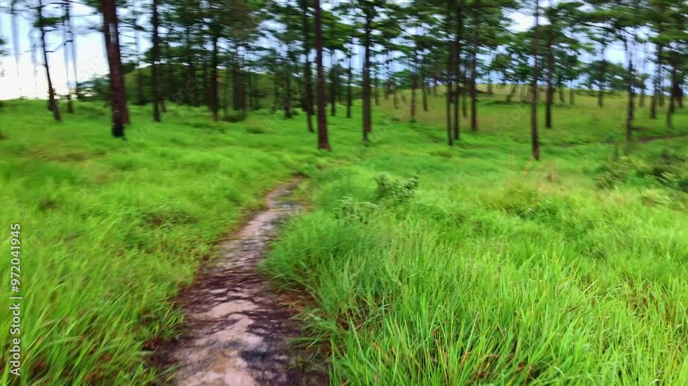 Handheld shot while walk through lush green grass and pine trees towards sunset viewpoint at Phu Soi Dao. Natural movement makes you feel like you are exploring the forest yourself. Handheld shot while walk through lush green grass and pine trees towards sunset viewpoint at Phu Soi Dao. Natural movement makes you feel like you are exploring the forest yourself.