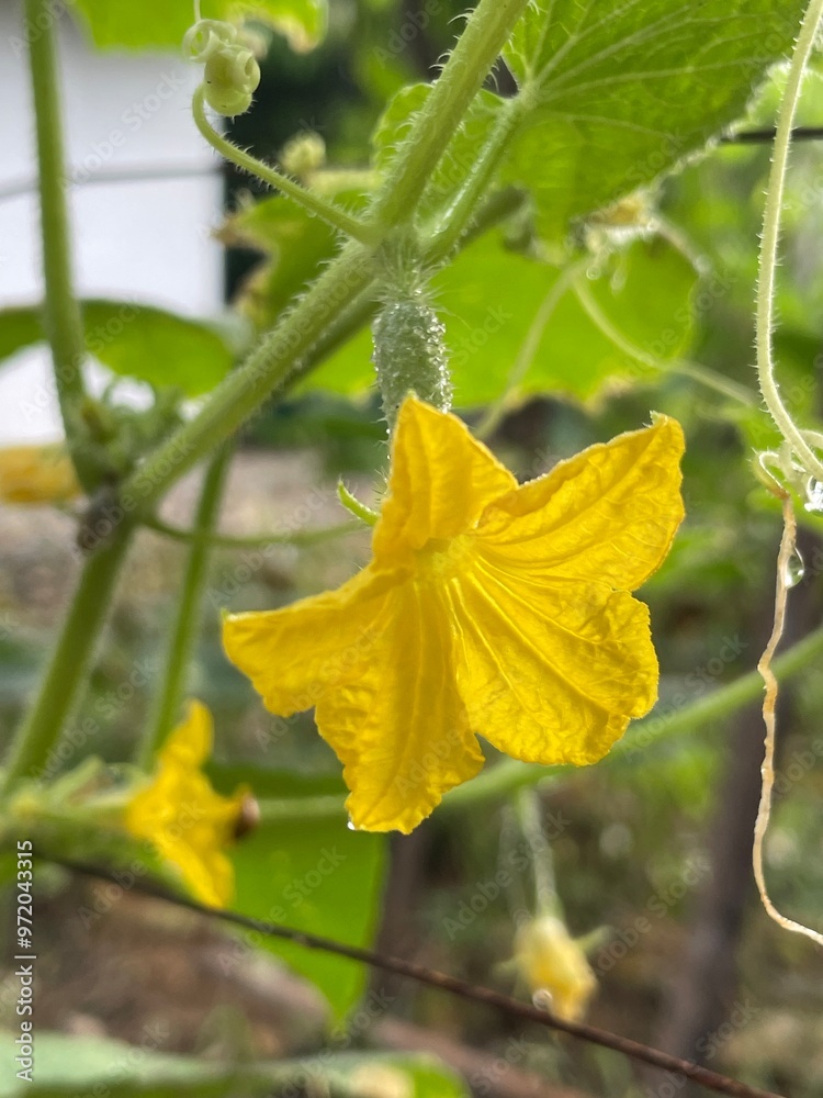 cucumber in the garden
