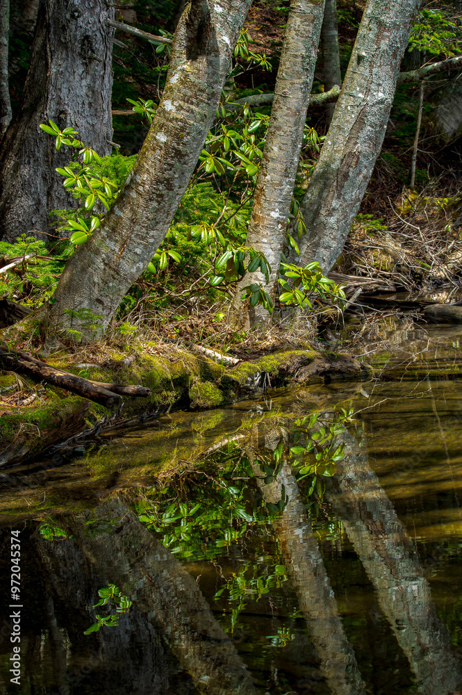 透明な水の湖の岸辺の木の根元。清らかな水面に反射している。自然の奥深さを感じさせる印象。