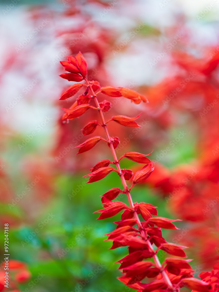 Red salvia flowers, salvia splendens, in the flower garden Red salvia flowers, salvia splendens, in the flower garden